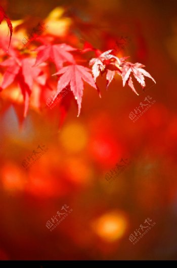 秋季风景0010