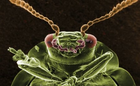 昆虫显微镜图片0005