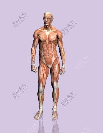 肌肉人体模型0135