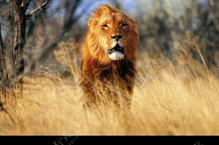狮虎豹0020