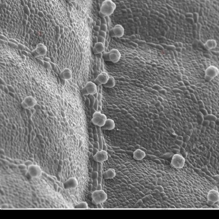 昆虫显微镜图片0078