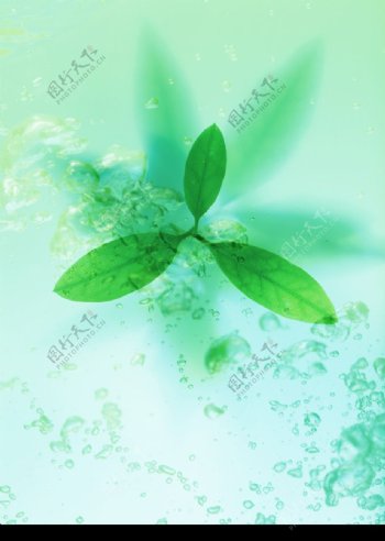 空气和水的绿意0072