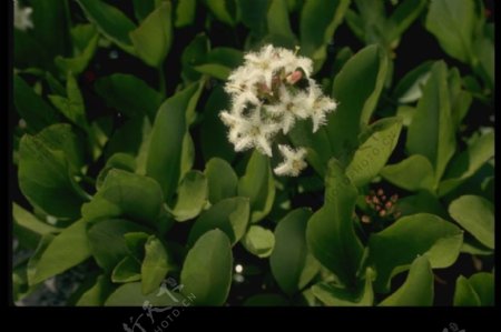 南美野花0051