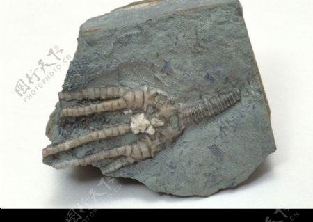 化石0025