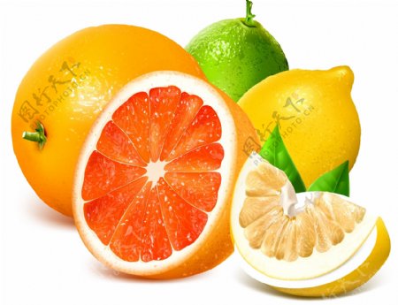 新鲜西柚橙子和柠檬矢量素材