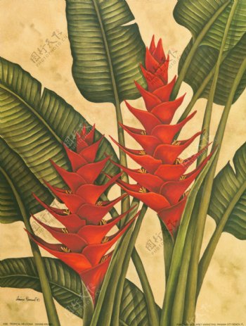 热带植物绘画装饰