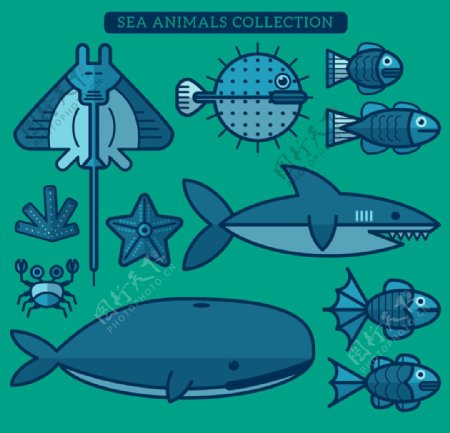 海洋动物集合扁平化设计