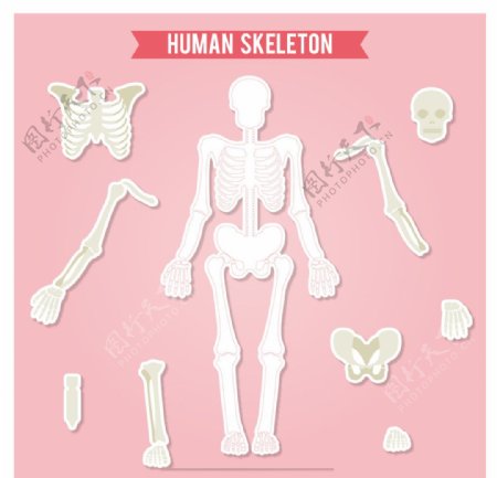 人体骨骼标签
