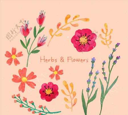 12款手绘花卉和香草矢量素材