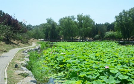 圆明园风景