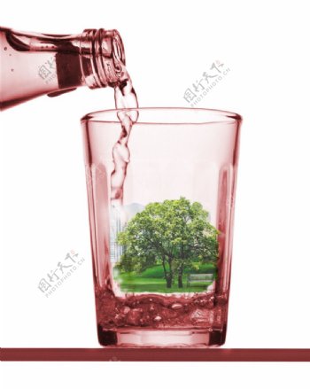 杯子中的树