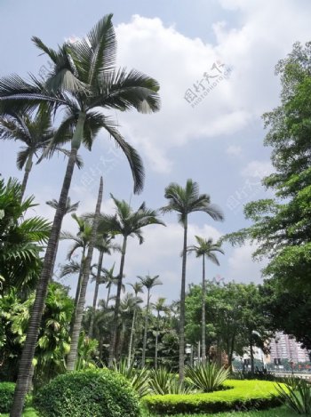 棕榈园林