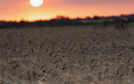 夕阳下小麦