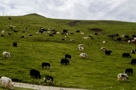 草原牛羊摄影
