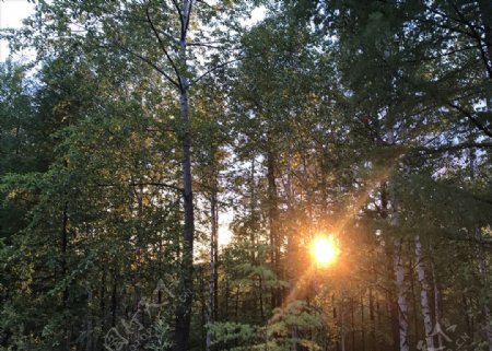 林中落日