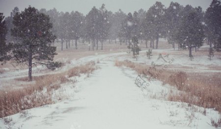 飘雪的冬季