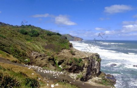 新西兰鸟岛自然风景