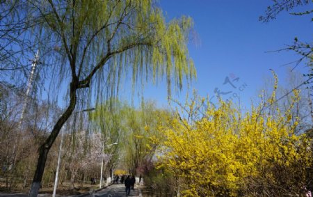 春天公园柳树