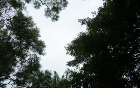 树林天空
