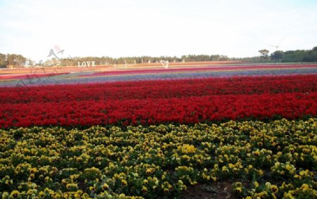 花海花草