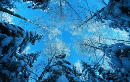 枞树雪的冬天