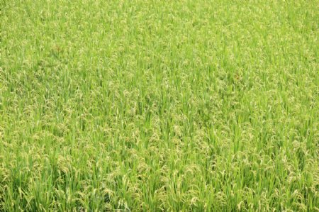 一片茂密的稻田