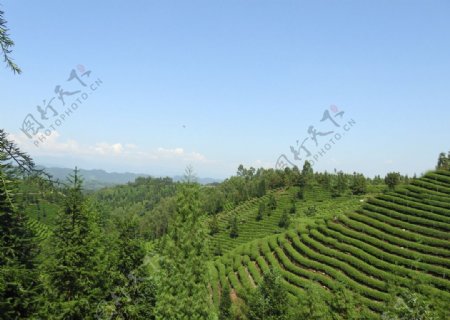 中峰茶山