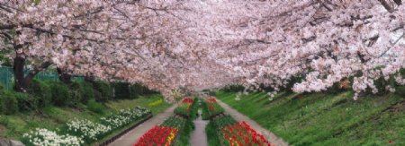 春天的樱花树