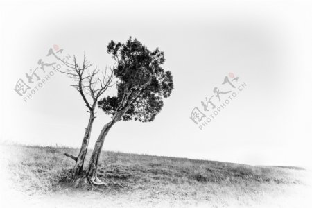 黑白素描风格的树