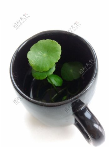 水杯绿植