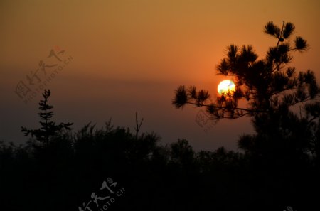 夕阳与松树