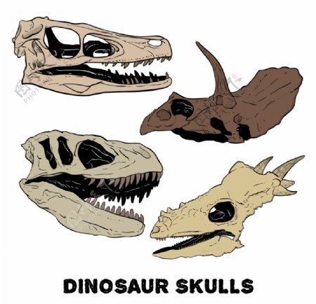 手工绘制的恐龙头骨