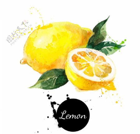 彩绘柠檬矢量设计素材