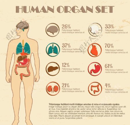 人体解剖信息图表