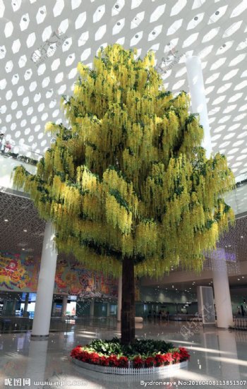 深圳机场内的树