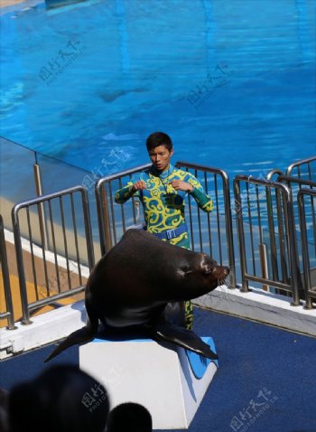 香港旅游海洋世界海豚表演