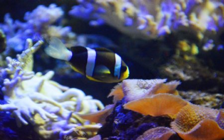 小丑鱼珊瑚热带鱼