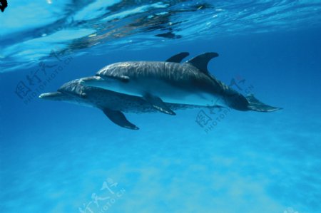 水下的海豚