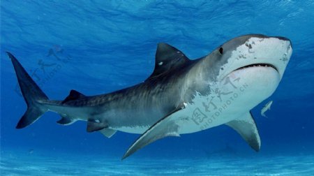 海底世界鲨鱼壁纸