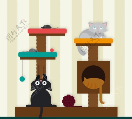 猫咪和猫爬架
