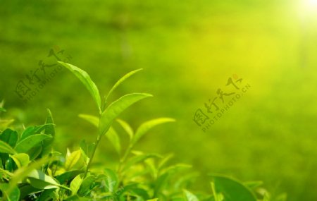 绿色茶原