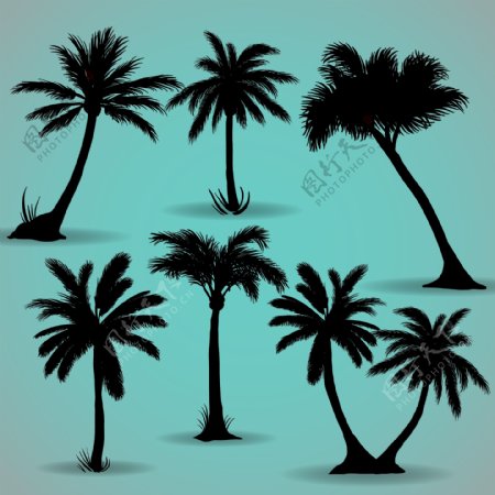 夏季椰树岛屿