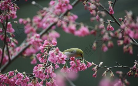 花鸟摄影