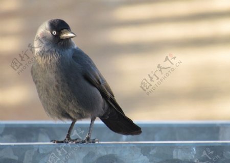 灰色乌鸦