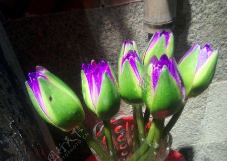 紫色新鲜莲花蕾