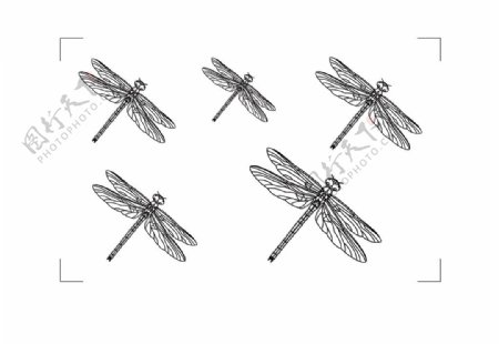 蜻蜓昆虫线稿黑白设计图