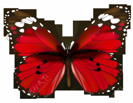 红色高清蝴蝶
