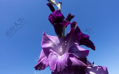 紫色菖蒲