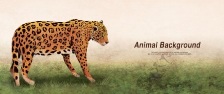 猎豹宣传设计海报
