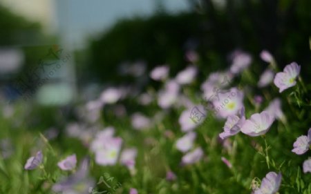 花菱草